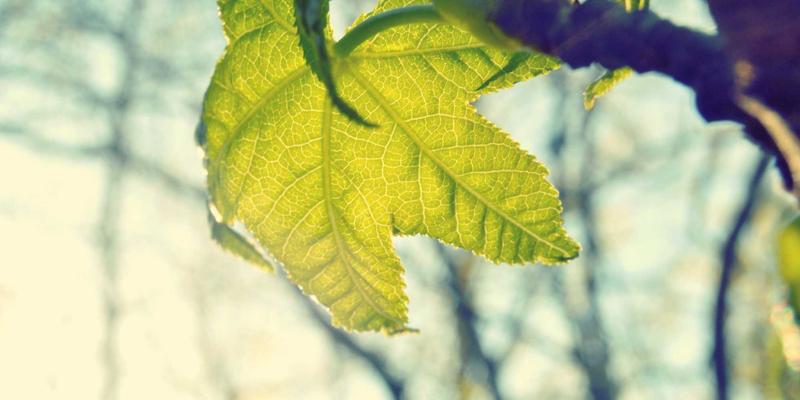 专业摄影师揭秘：如何通过人像摄影与活动跟拍，捕捉家庭纪实的温情瞬间